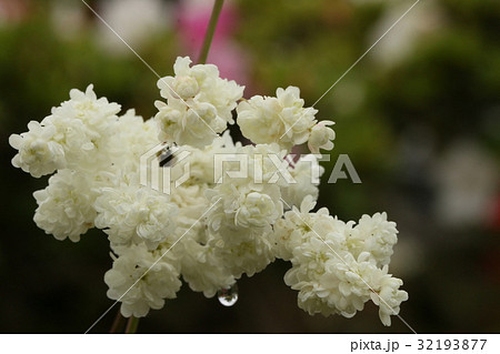 ウノハナ 32193877