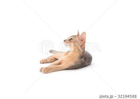 cat on white background cat on white background 32194588