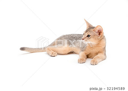 cat on white background 32194589