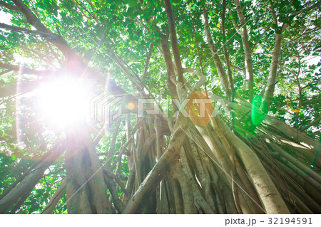 Green tree with branches and leaves 32194591