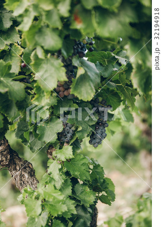 Ripe grapes on a branch 32194918