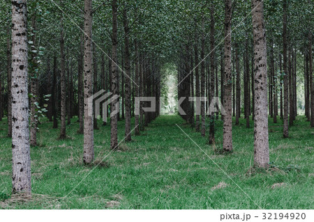Trees planted in a row in the forest 32194920