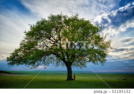 little kid near old oak at the sunset 32195132