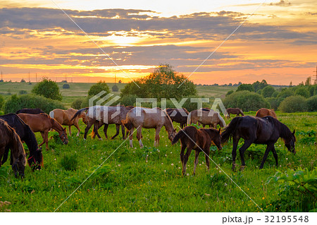 Horses grazing in the meadow at sunset 32195548