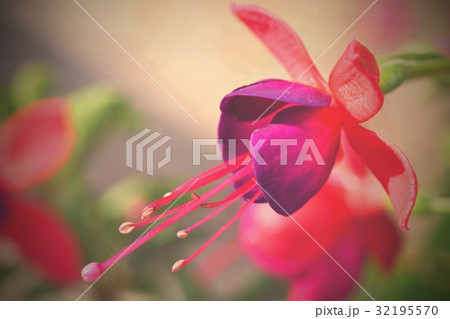 Flower. Beautiful blossoming fuchsia. Nice nature. 32195570
