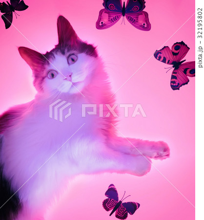 Three pink butterfly, isolated on white background 32195802