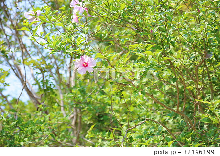 ムクゲの花 ムクゲの花 32196199