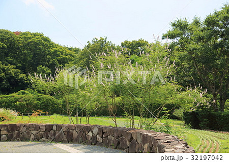 セイヨウニンジンボクの花 セイヨウニンジンボクの花 32197042