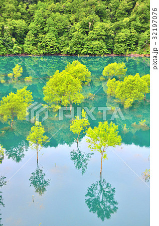 新緑の秋扇湖 32197076