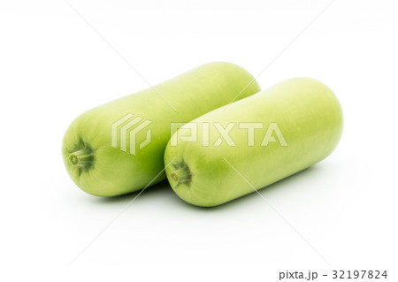 ウポ・スクワッシュ:opo squash ウポ・スクワッシュ:opo squash 32197824