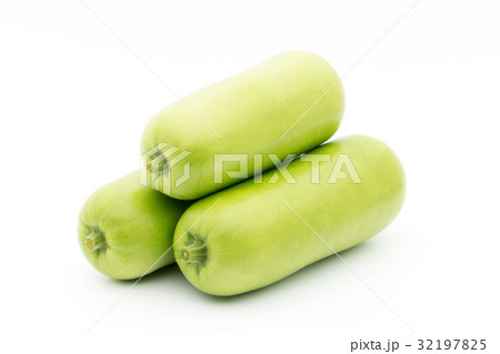 ウポ・スクワッシュ:opo squash ウポ・スクワッシュ:opo squash 32197825