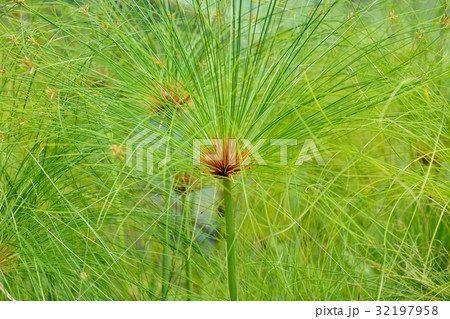 カミガヤツリ カミガヤツリ 32197958