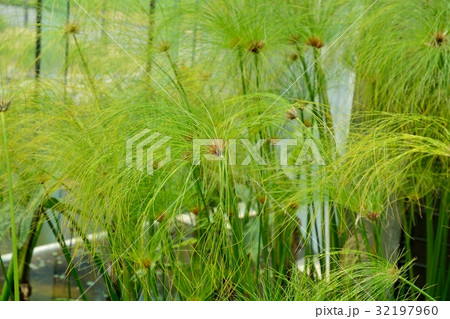 カミガヤツリ 32197960