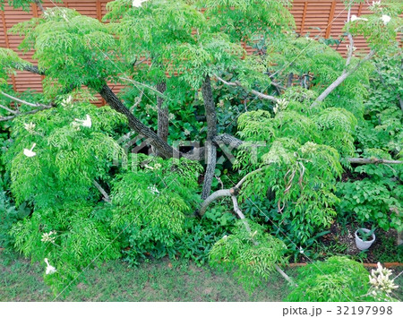 大木に成長したステレオスペルマム 32197998