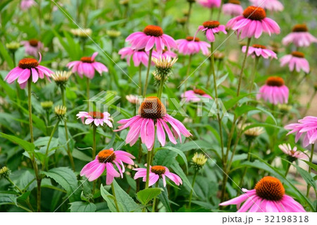 ムラサキバレンギク 32198318