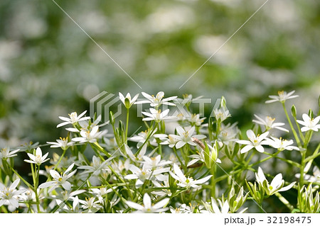 オオアマナ オオアマナ 32198475