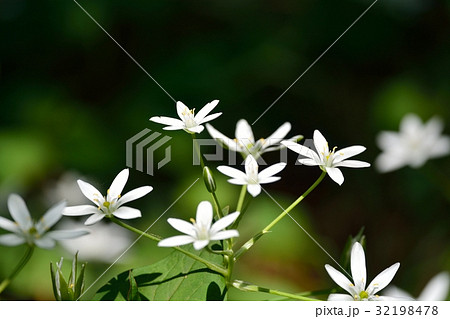 オオアマナ オオアマナ 32198478