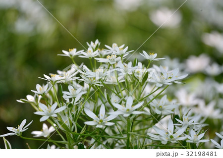 オオアマナ オオアマナ 32198481