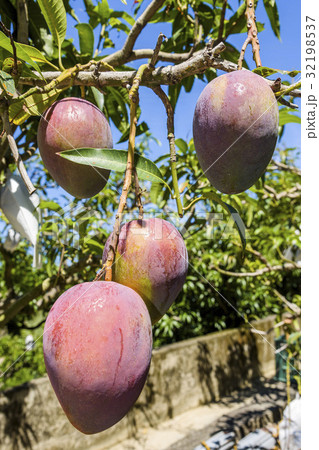 close up of mango fruit on a mango tree close up of mango fruit on a mango tree 32198537