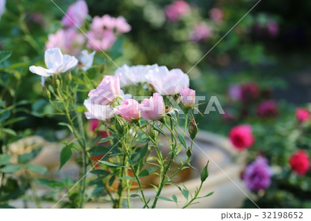 バラ バラ 32198652