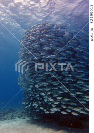 アジ玉　サイパン 32199015