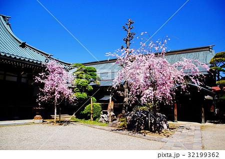諏訪湖畔　教念寺　書院 ＆ 桜の花　（ 長野県 諏訪市 小和田 ） 32199362