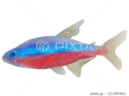 カージナルテトラ 32199363