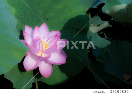 7月の花 蓮の花 7月の花 蓮の花 32199386