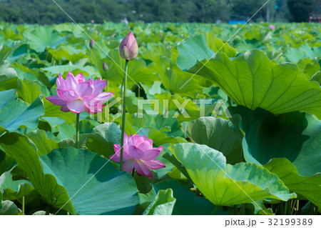 7月の花　蓮の花 32199389