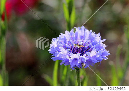 ムギワラギクとハナアブ 32199462
