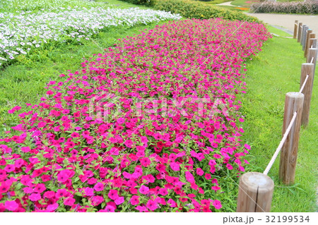 インパチェンスの花 インパチェンスの花 32199534