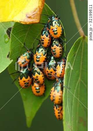 生き物　昆虫　アカギカメムシ、幼虫です。小さいころから集団生活をしているようです 32199611