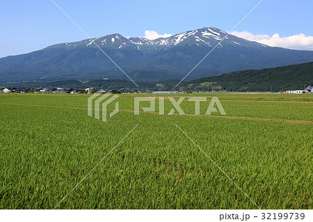鳥海山と水田 32199739