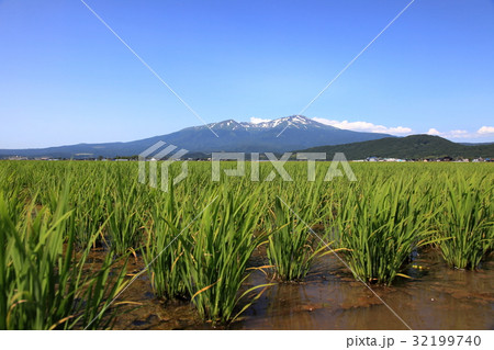 鳥海山　苗 32199740