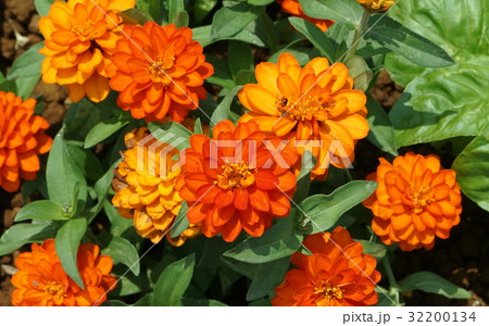 ジニア―　ヒヤクニチソウ 32200134