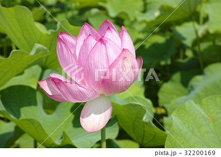 澤観音寺の蓮 32200169