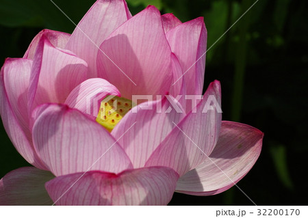 澤観音寺の蓮 32200170