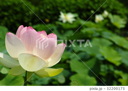 澤観音寺の蓮 32200173