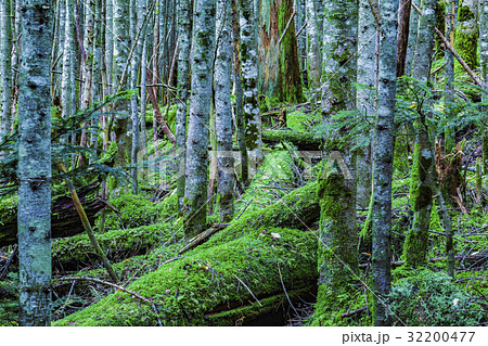 原生林 32200477
