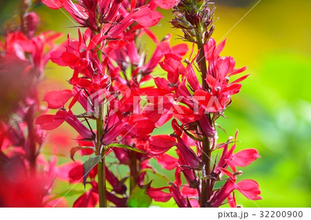 宿根ロベリア 32200900