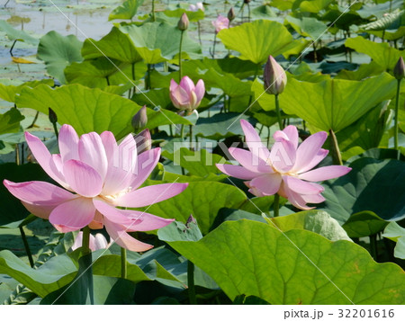 福島県国見町の中尊寺蓮池 福島県国見町の中尊寺蓮池 32201616