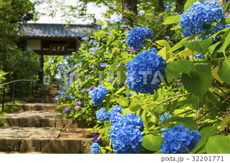 仙台のアジサイのお寺 32201771