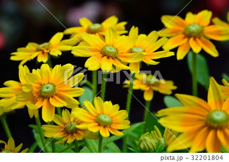 ルドベキア（オオハンゴンソウ） 32201804