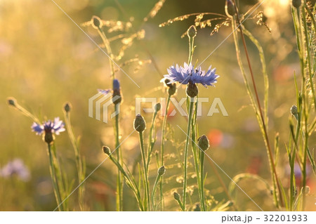 Cornflower in the field at dusk Cornflower in the field at dusk 32201933
