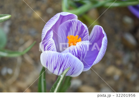 春の花　クロッカス2 32201956