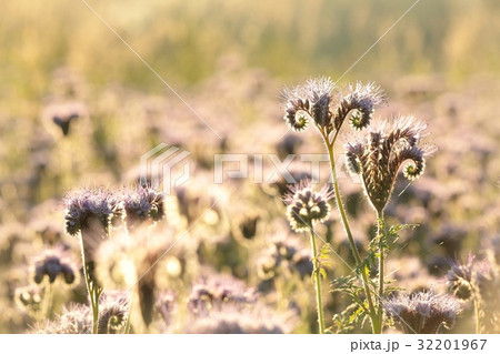 Flowering herbs in the field lit by setting sun Flowering herbs in the field lit by setting sun 32201967