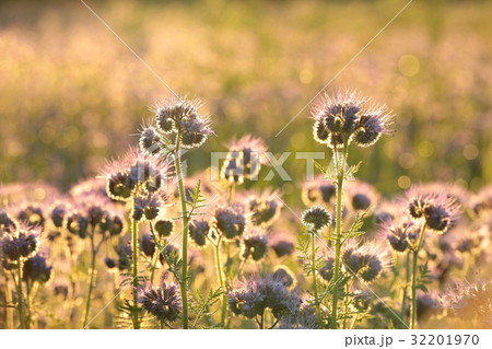Flowering herbs in the field lit by setting sun 32201970