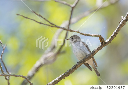 コサメビタキ(小鮫鶲) 32201987