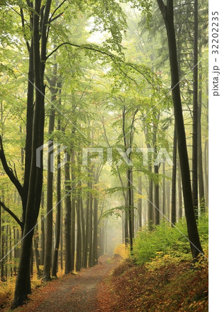 Autumn beech forest with mist in the distance Autumn beech forest with mist in the distance 32202235