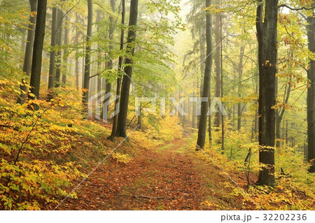 Autumn beech forest in misty weather Autumn beech forest in misty weather 32202236